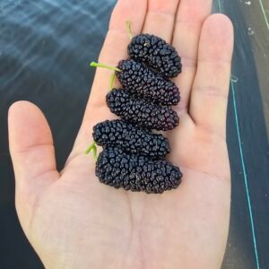 Austurkey Mulberry Tree