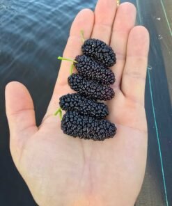 Austurkey Mulberry Tree