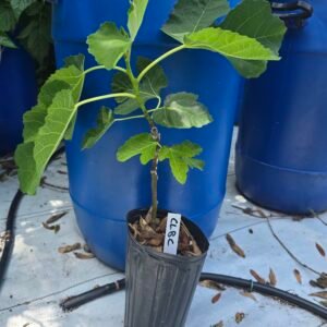 Colonel Littman's Black Cross Fig Tree