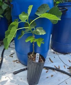 Colonel Littman's Black Cross Fig Tree