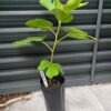 Black Celeste Fig Tree