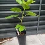 Black Celeste Fig Tree