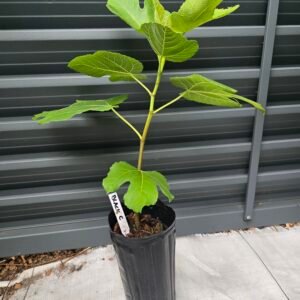 Black Celeste Fig Tree
