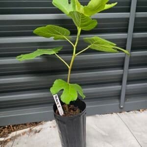Black Celeste Fig Tree