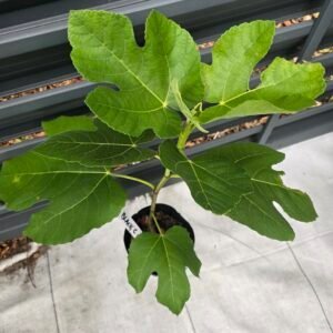 Alternative view of Black Celeste Fig Tree