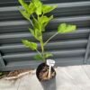 White Madeira #1 Fig Tree