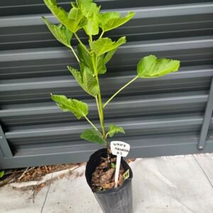 White Madeira #1 Fig Tree