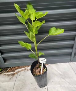 White Madeira #1 Fig Tree