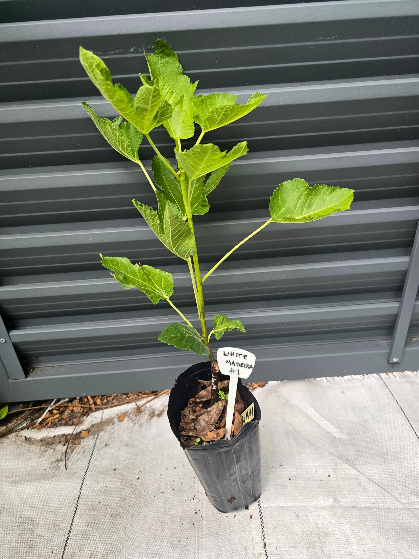 White Madeira #1 Fig Tree