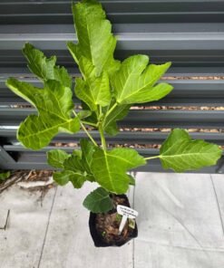 Alternative view of White Madeira #1 Fig Tree