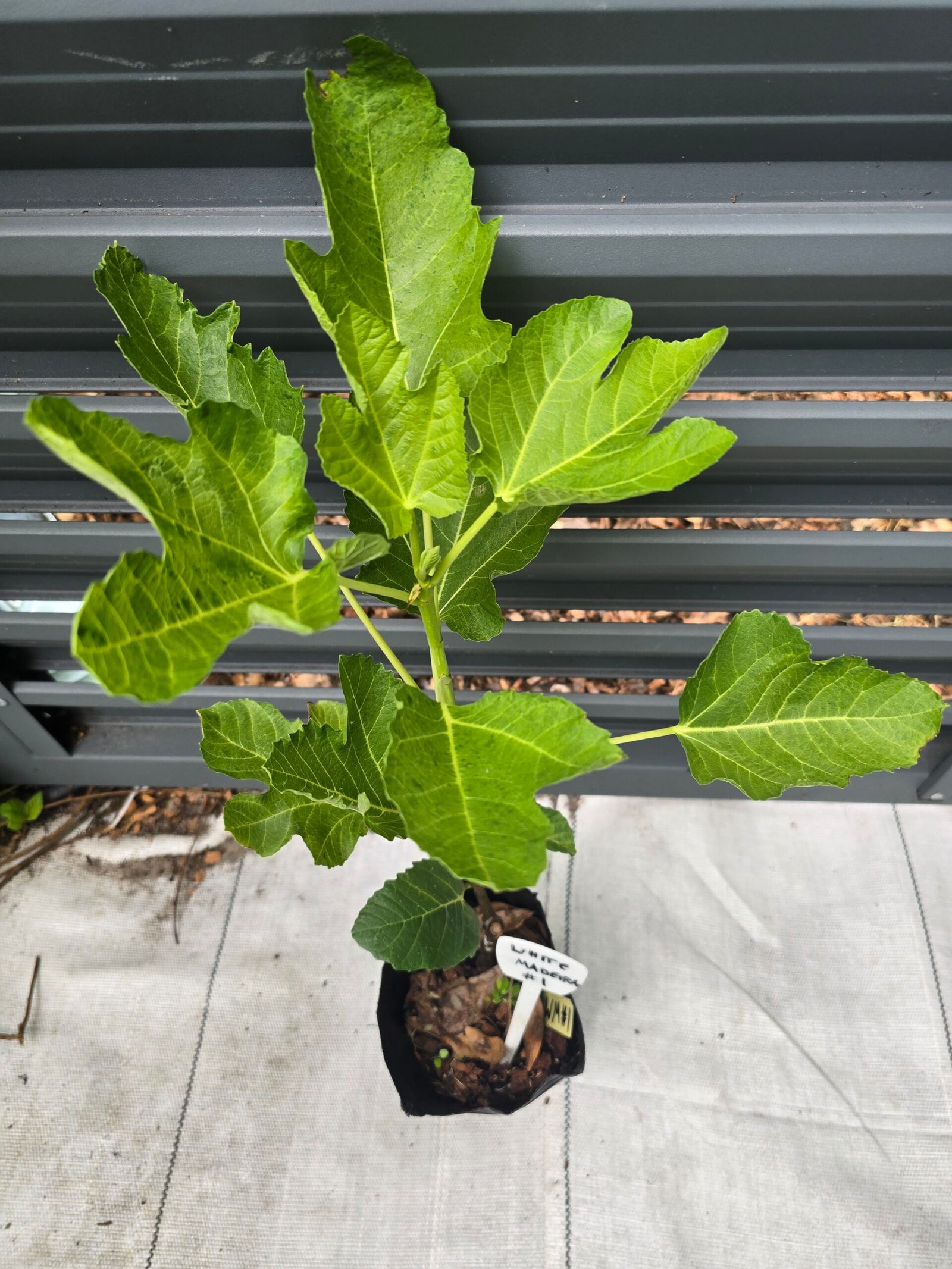 White Madeira #1 Fig Tree - Image 2