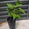 Green Michurinska Fig Tree
