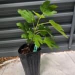 Green Michurinska Fig Tree