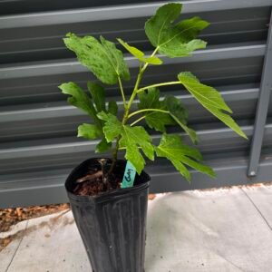 Green Michurinska Fig Tree