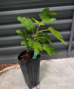 Green Michurinska Fig Tree