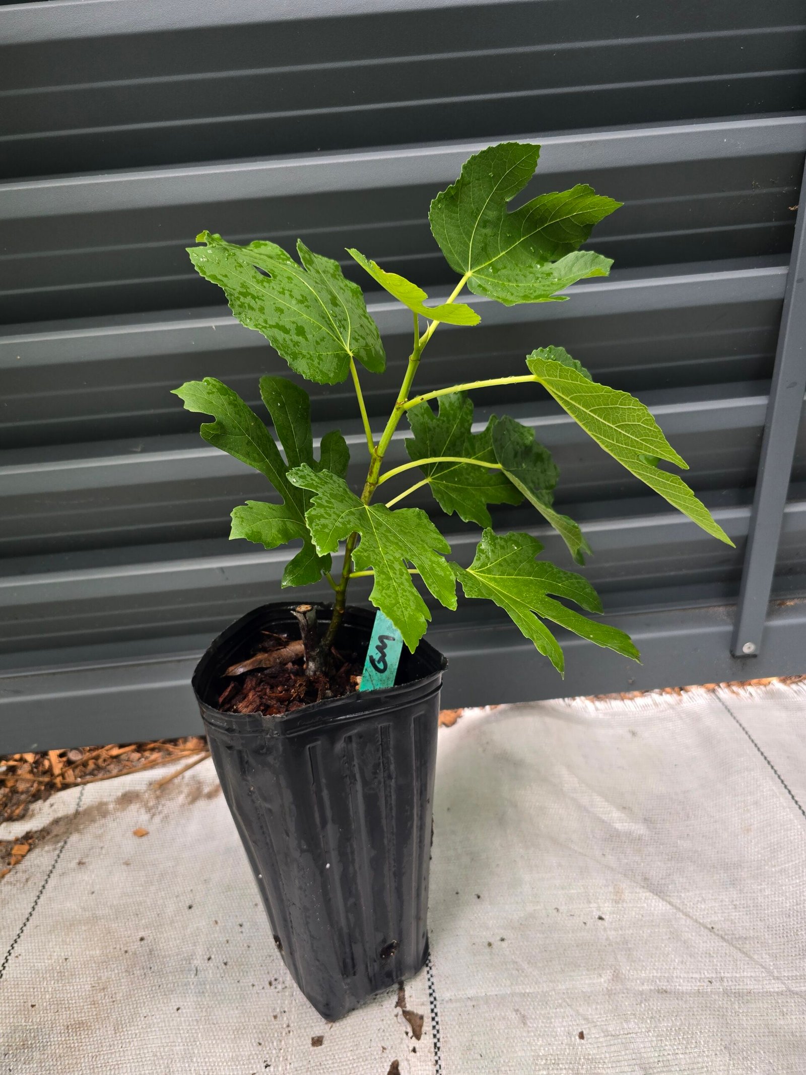 Green Michurinska Fig Tree