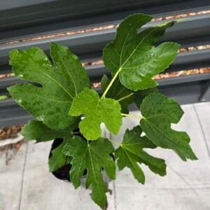 Alternative view of Green Michurinska Fig Tree