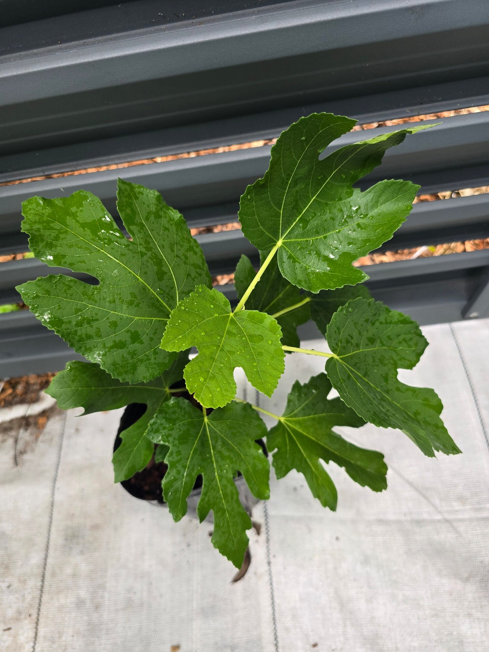 Green Michurinska Fig Tree - Image 2