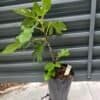 Olympian Fig Tree