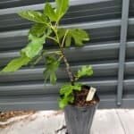 Olympian Fig Tree