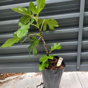 Olympian Fig Tree