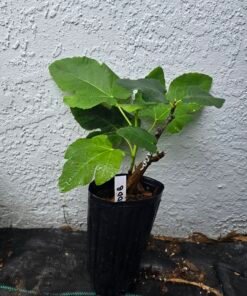 Col de Dame Blanc Fig Tree