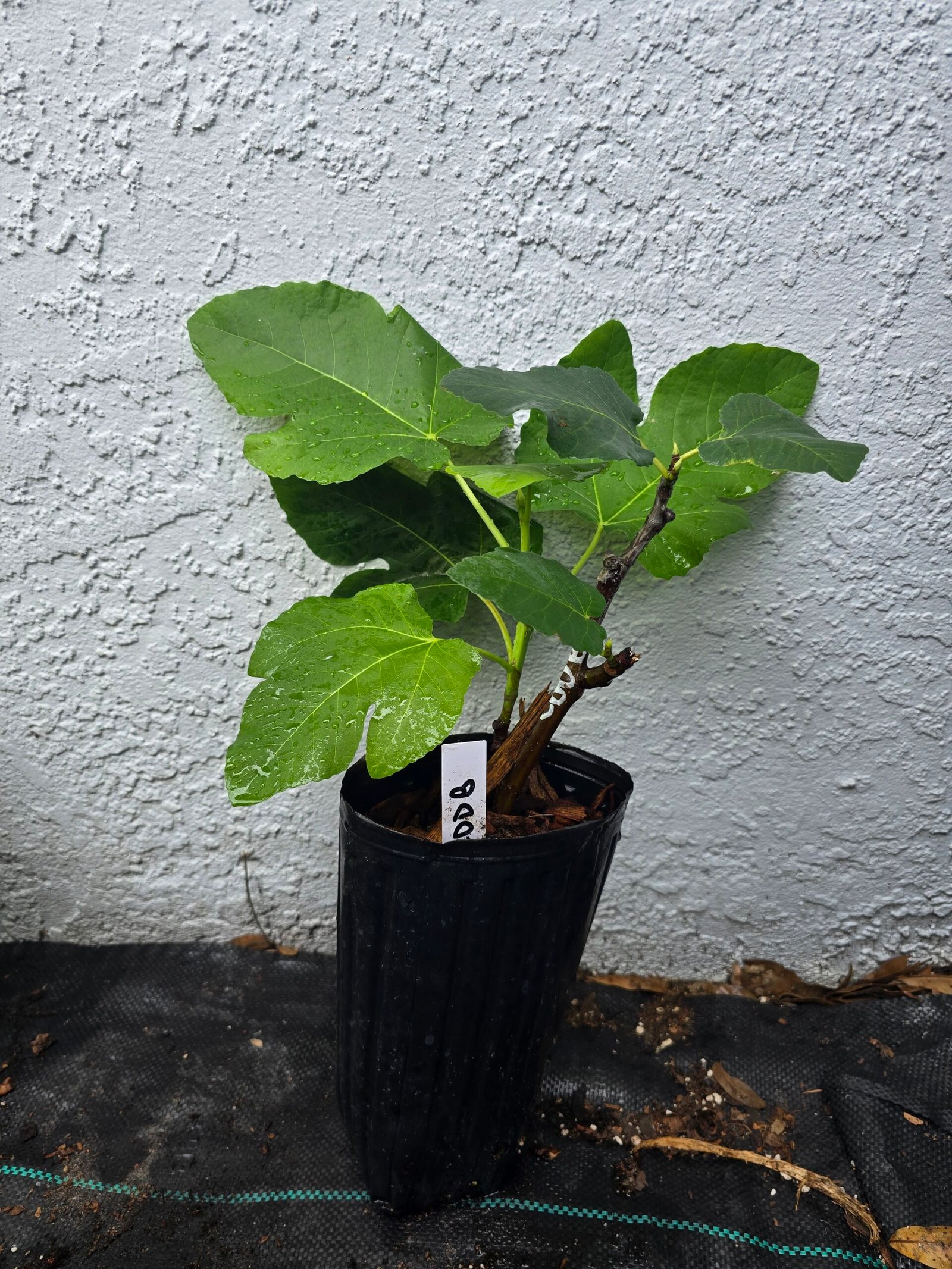 Col de Dame Blanc Fig Tree