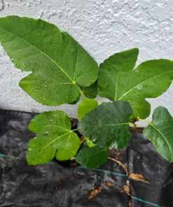 Alternative view of Col de Dame Blanc Fig Tree