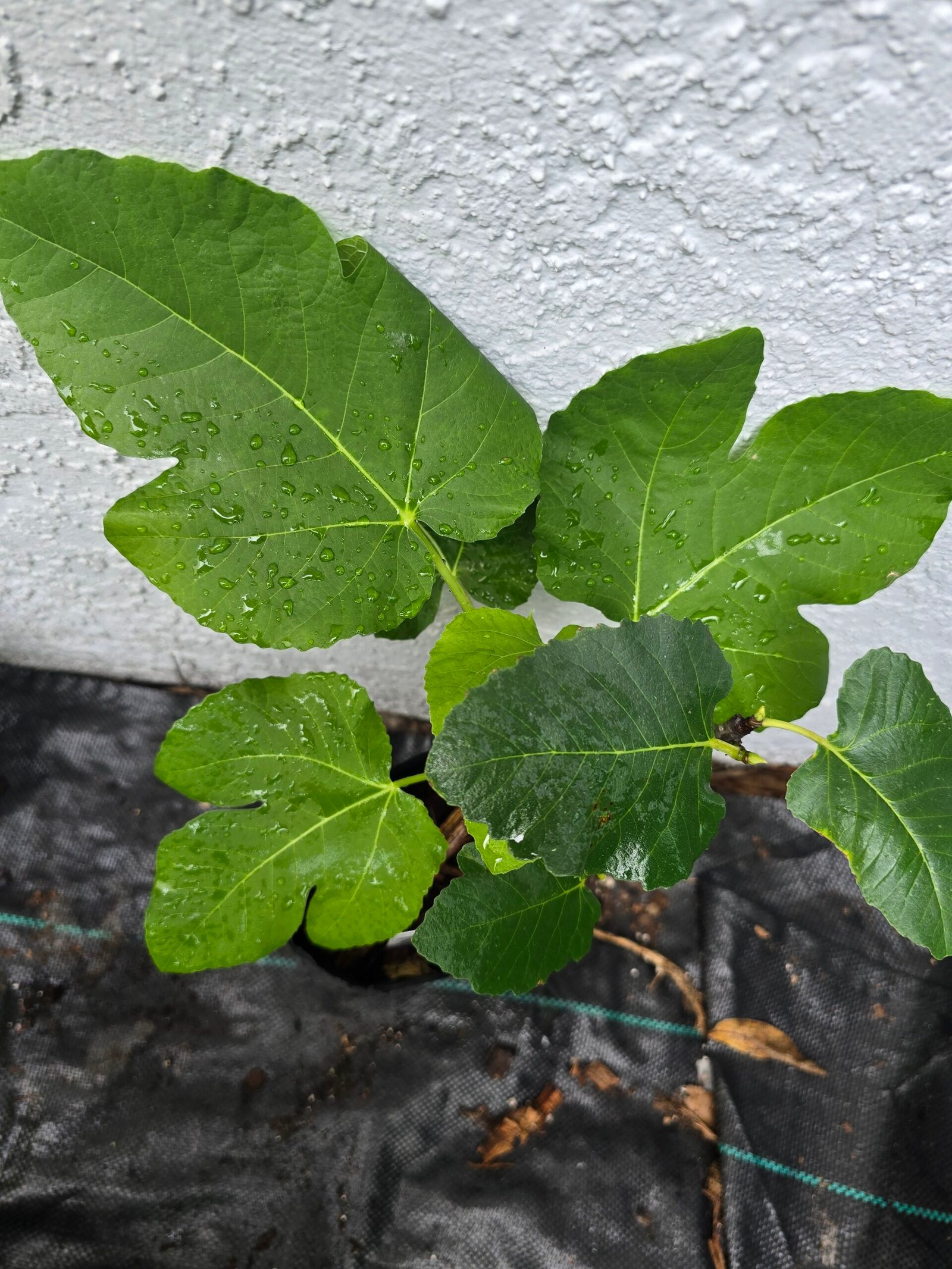 Col de Dame Blanc Fig Tree - Image 2
