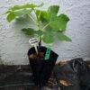 White Adriatic Fig Tree