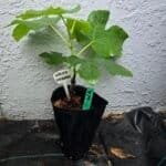 White Adriatic Fig Tree