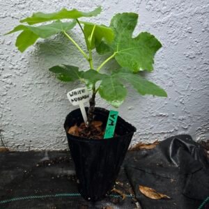 White Adriatic Fig Tree