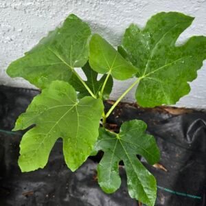 Alternative view of White Adriatic Fig Tree