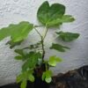 Lyndhurst White Fig Tree