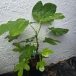Lyndhurst White Fig Tree