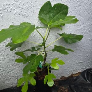 Lyndhurst White Fig Tree