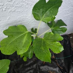 Alternative view of Lyndhurst White Fig Tree