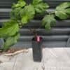 Beer's Black Fig Tree