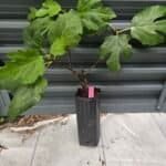 Beer's Black Fig Tree