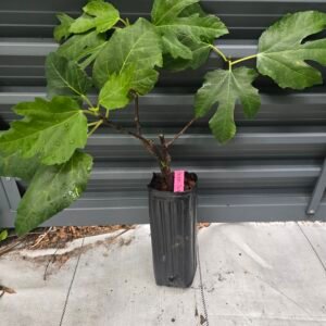 Beer's Black Fig Tree