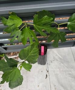 Alternative view of Beer's Black Fig Tree