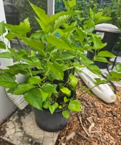 Alternative view of Maui Mulberry Tree