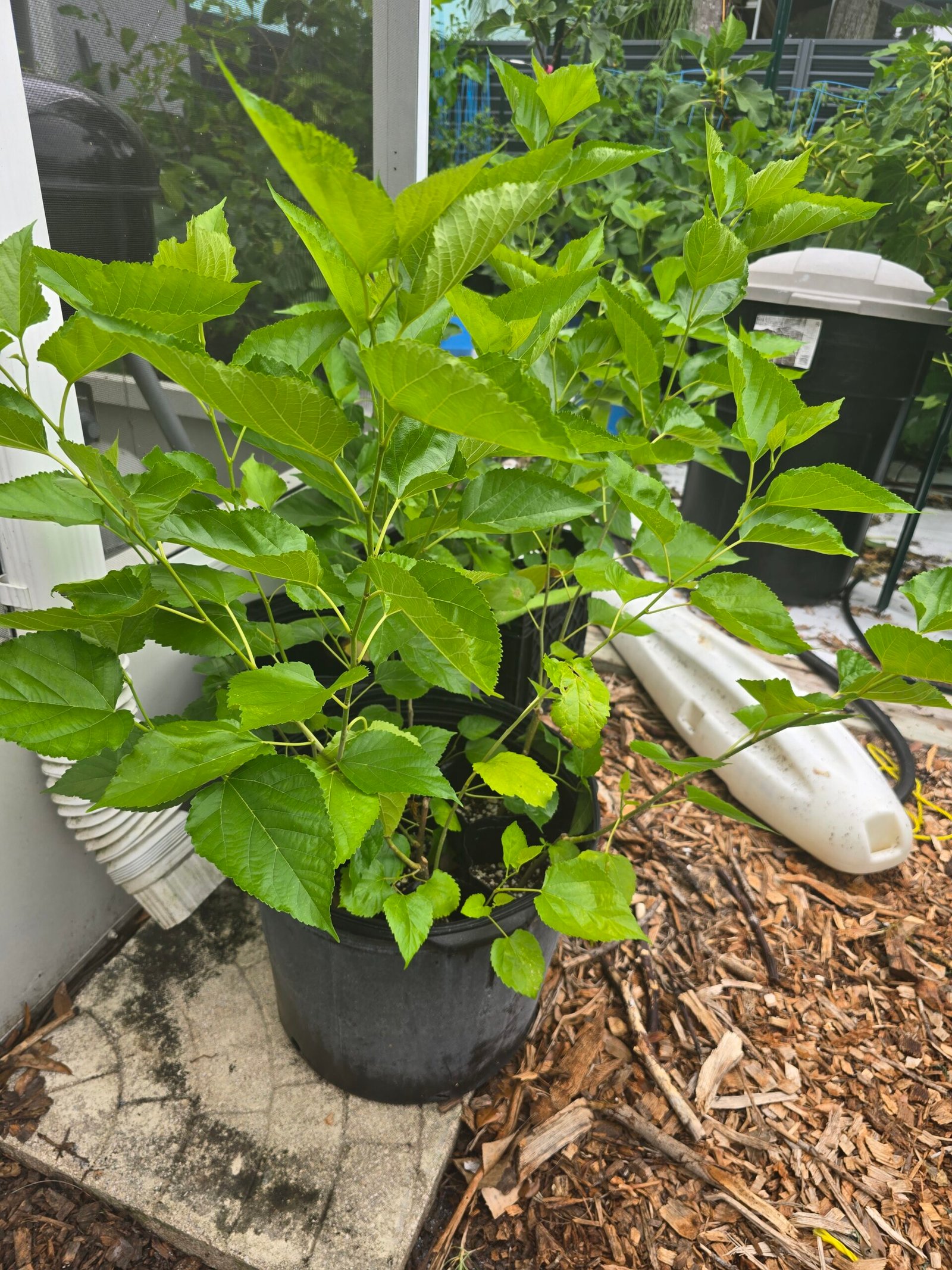 Maui Mulberry Tree - Image 2
