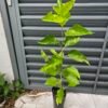 Maui Mulberry Tree