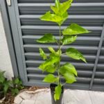 Maui Mulberry Tree