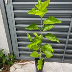 Maui Mulberry Tree