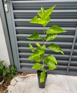 Maui Mulberry Tree
