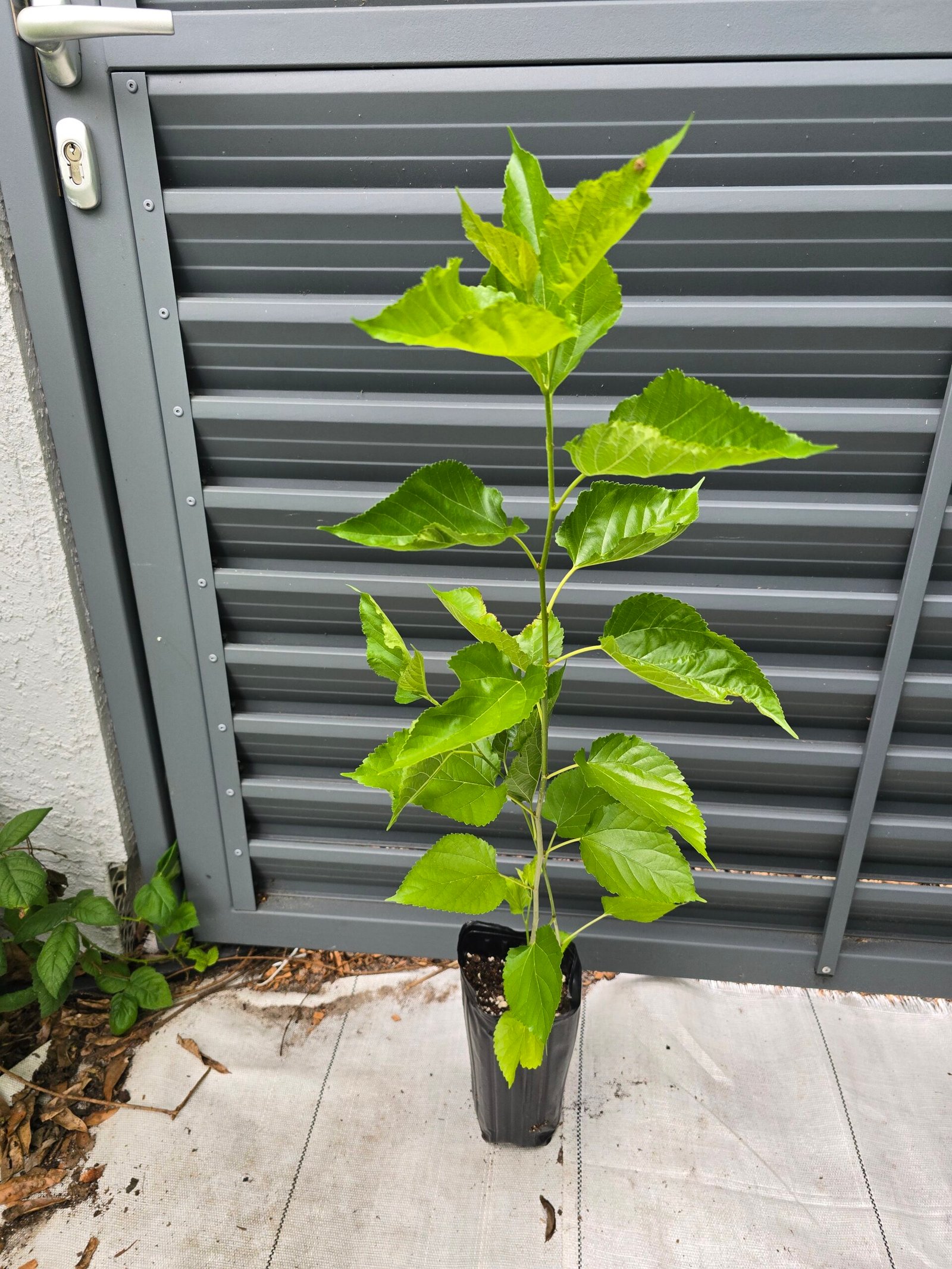 Maui Mulberry Tree